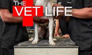When Does The Vet Life Season 4 Start? Animal Planet Release Date