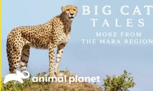 Big Cat Tales Season 1 Release Date On Animal Planet