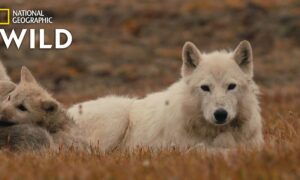 When Does Kingdom of the White Wolf Start on Nat Geo WILD? Premiere Date, News