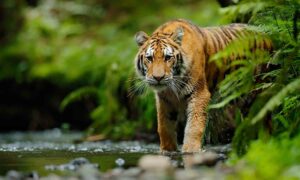 Jungle Animal Rescue Season 1 Release Date on Nat Geo Wild; When Does It Start?