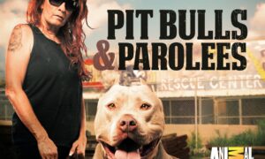 Pit Bulls and Paroless in ONE Minute!