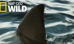 Did National Geographic Channel Renew When Sharks Attack Season 6? Renewal Status and News