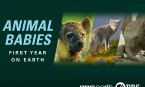 Animal Babies: First Year on Earth Season 2 Release Date on PBS, When Does It Start?
