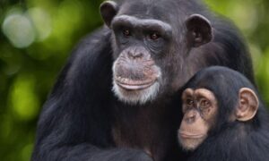Meet the Chimps Premiere Date on Disney+; When Will It Air?