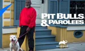 Animal Planet Pit Bulls & Parolees Season 17: Renewed or Cancelled?