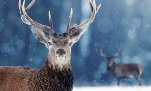 Snow Animals Premiere Date on BBC America; When Does It Start?