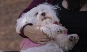 Pop My Pet Premiere Date on Discovery+; When Does It Start?