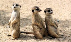 “Meerkat Manor: Rise of the Dynasty” Returns to BBC America in June, Will Make Its Debut on AMC+