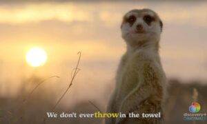 discovery+ Releases Trailer for “Meet the Meerkats”: Rescued Meerkats Learning Way of Life in the Wild for the First Time Ever
