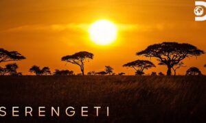 Emmy Nominated Series “Serengeti” Returns to Discovery This Summer