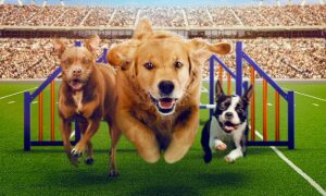 Just in Time for Summer! “Puppy Bowl Presents: The Summer Games” Streams in July on discovery+
