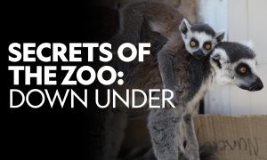 When Is Season 3 of “Secrets of the Zoo: Down Under” Coming Out? 2023 Air Date