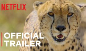Animal Netflix Release Date; When Does It Start?