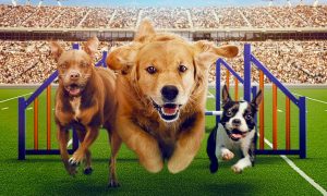 When Will “Puppy Bowl Presents: The Summer Games” Return for Season 2? 2024 Premiere Date