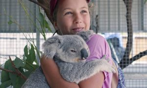 When Is Season 3 of Izzy’s Koala World Coming Out? 2024 Air Date