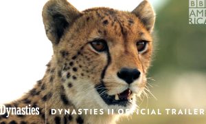 “Dynasties II” Returns in May on BBC America and AMC+
