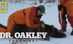 “Dr. Oakley, Yukon Vet” Season 12 Release Date 2024, Cancelled or Renewed on NatGeo