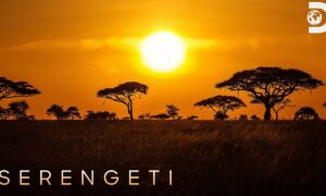 Serengeti Season 4 Release Date 2024, When Does Discovery Series Come Back