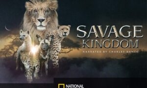 When Does Savage Kingdom Season 3 Start? Nat Geo Premiere Date (Renewed)