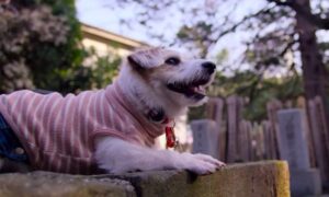Dogs TV Show: Season 1 Release Date On Netflix?