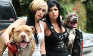 When is Season 13 for ‘Pitbulls and Parolees’ on Animal Planet? Premiere Date & Renewal