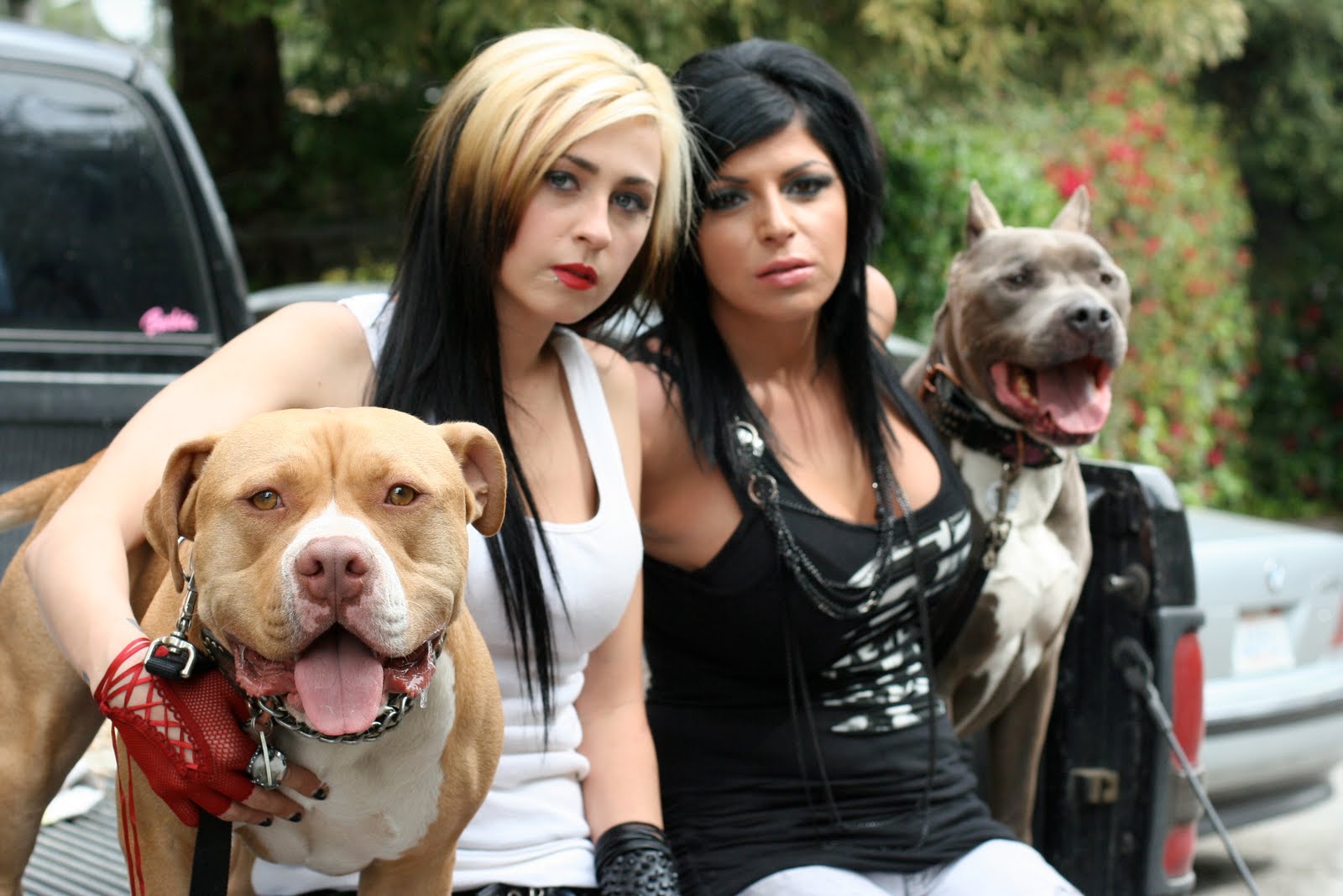 When is Season 13 for 'Pitbulls and Parolees' on Animal
