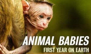 When Does Animal Babies: First Year on Earth Start on PBS? Premiere Date, News