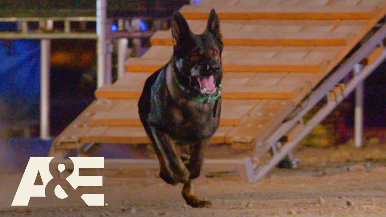 America's Top Dog Season 1 Release Date on A& When Does It Start
