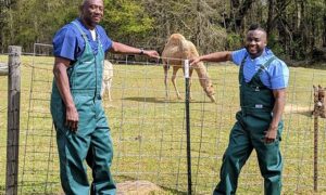 Critter Fixers: Country Vets Season 1 Release Date on Nat Geo Wild; When Does It Start?