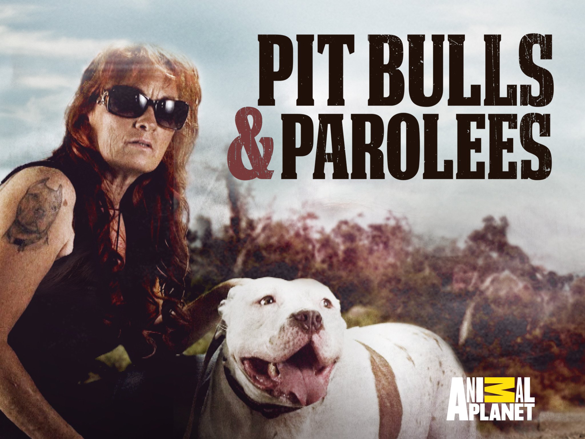 Pit Bulls and Parolees Season 16 Release Date on Animal When