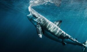 Eyewitness: Shark Attack Premiere Date on National Geographic Channel; When Will It Air?