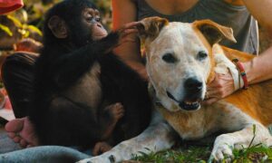 Baby Chimp Rescue Season 2 Release Date on BBC America; When Does It Start?