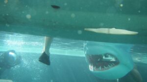 When Sharks Attack Season 7 Release Date on National Geographic Channel; When Does It Start?