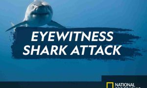 Eyewitness: Shark Attack Season 2 Release Date on National Geographic Channel; When Does It Start?