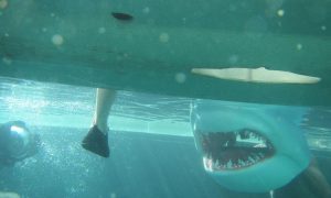 When Sharks Attack Season 9 Renewed or Cancelled?